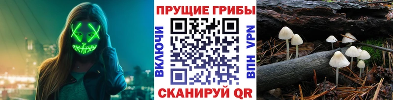продажа наркотиков  Кондопога  Псилоцибиновые грибы ЛСД 